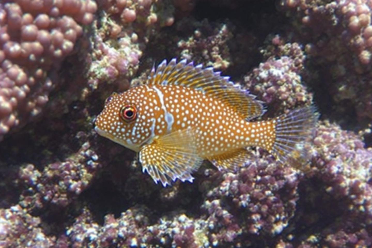 Poisson corail orange et blanc à pois dans un environnement marin