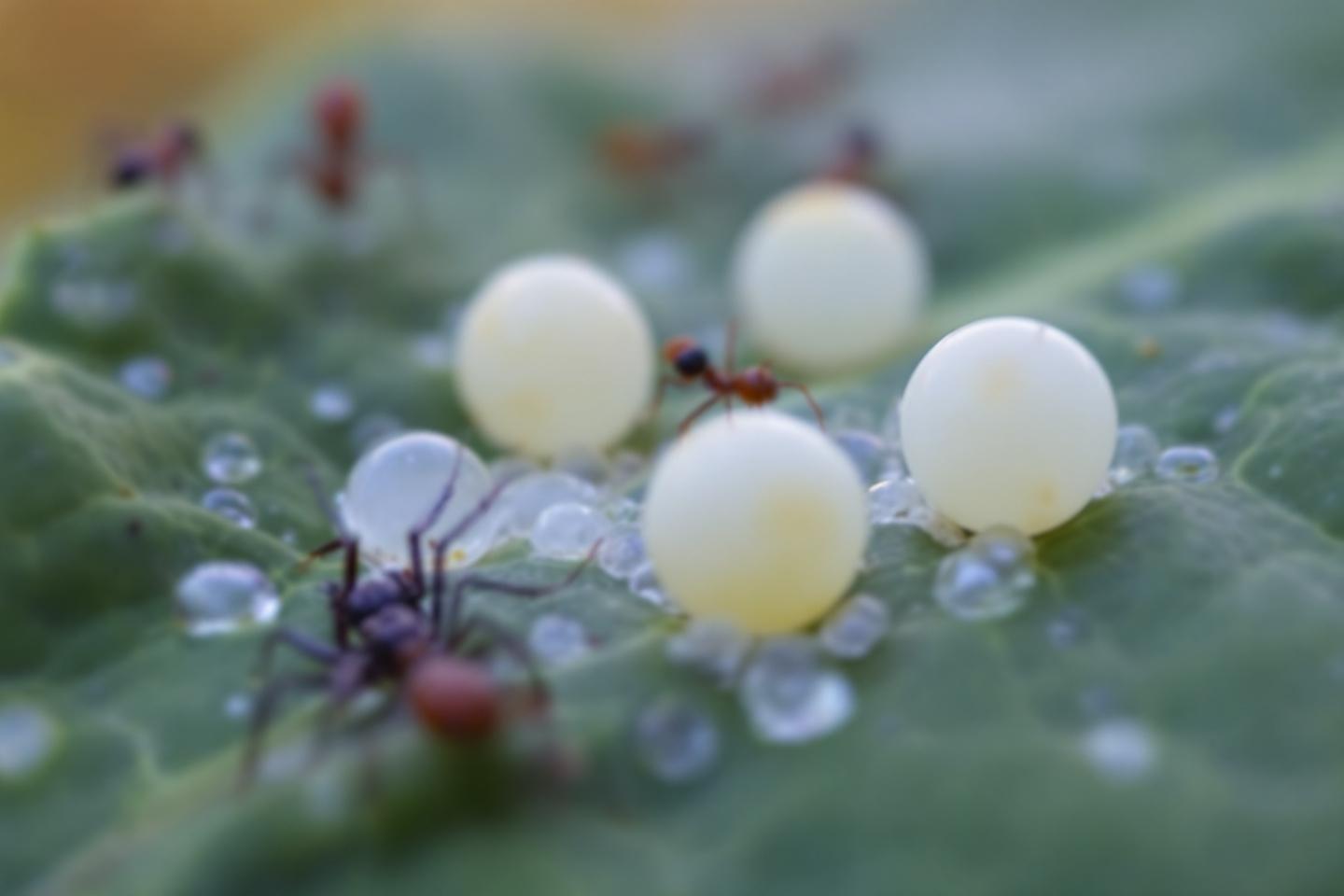 Fourmis près de boules blanches sur feuille avec rosée