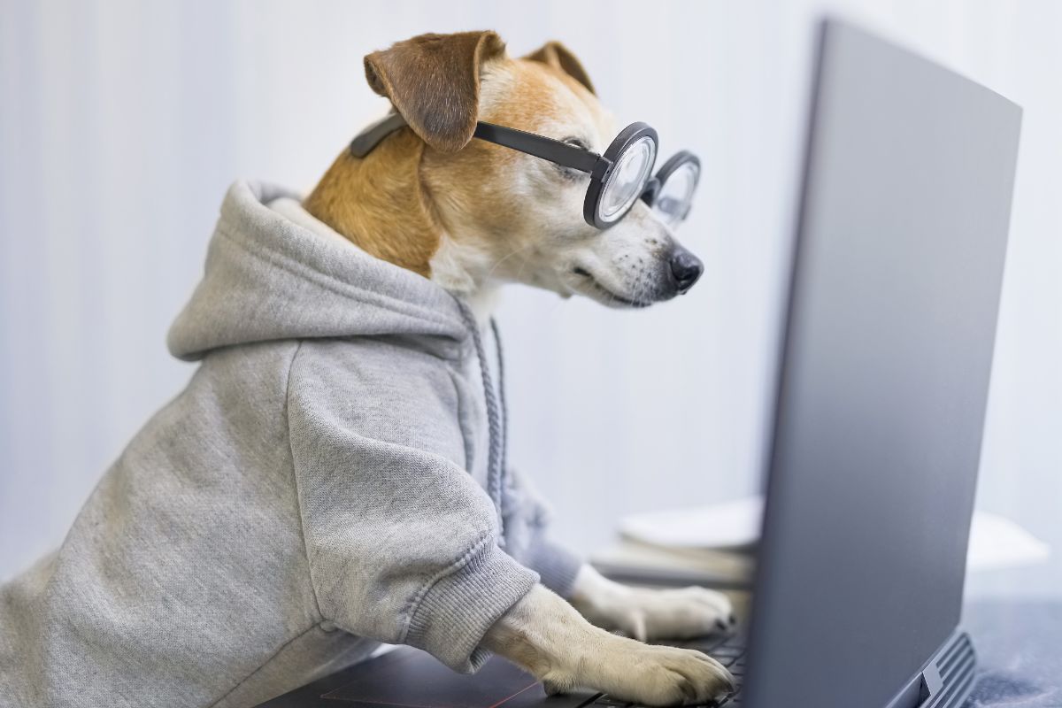 Ces animaux sont les plus intelligents de la planète ( et ce n'est surement pas ceux que vous pensez ! )
