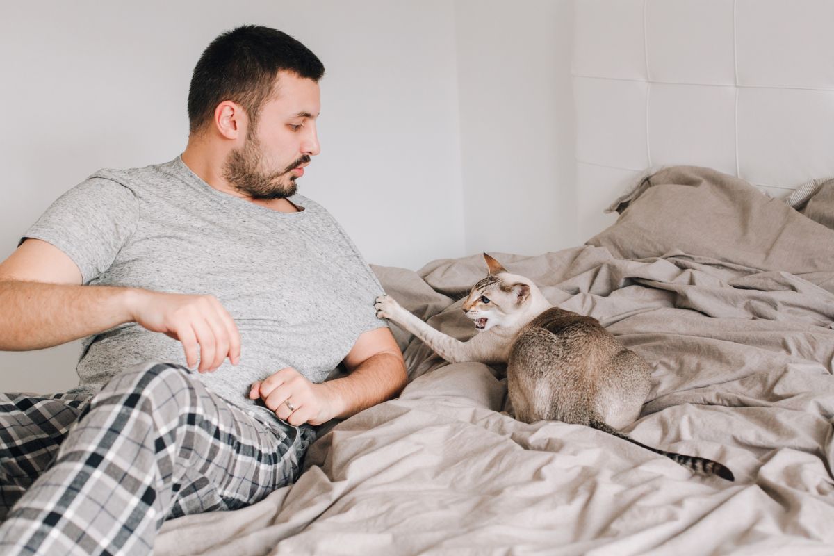 Combien de temps pour que mes chats s'acceptent?