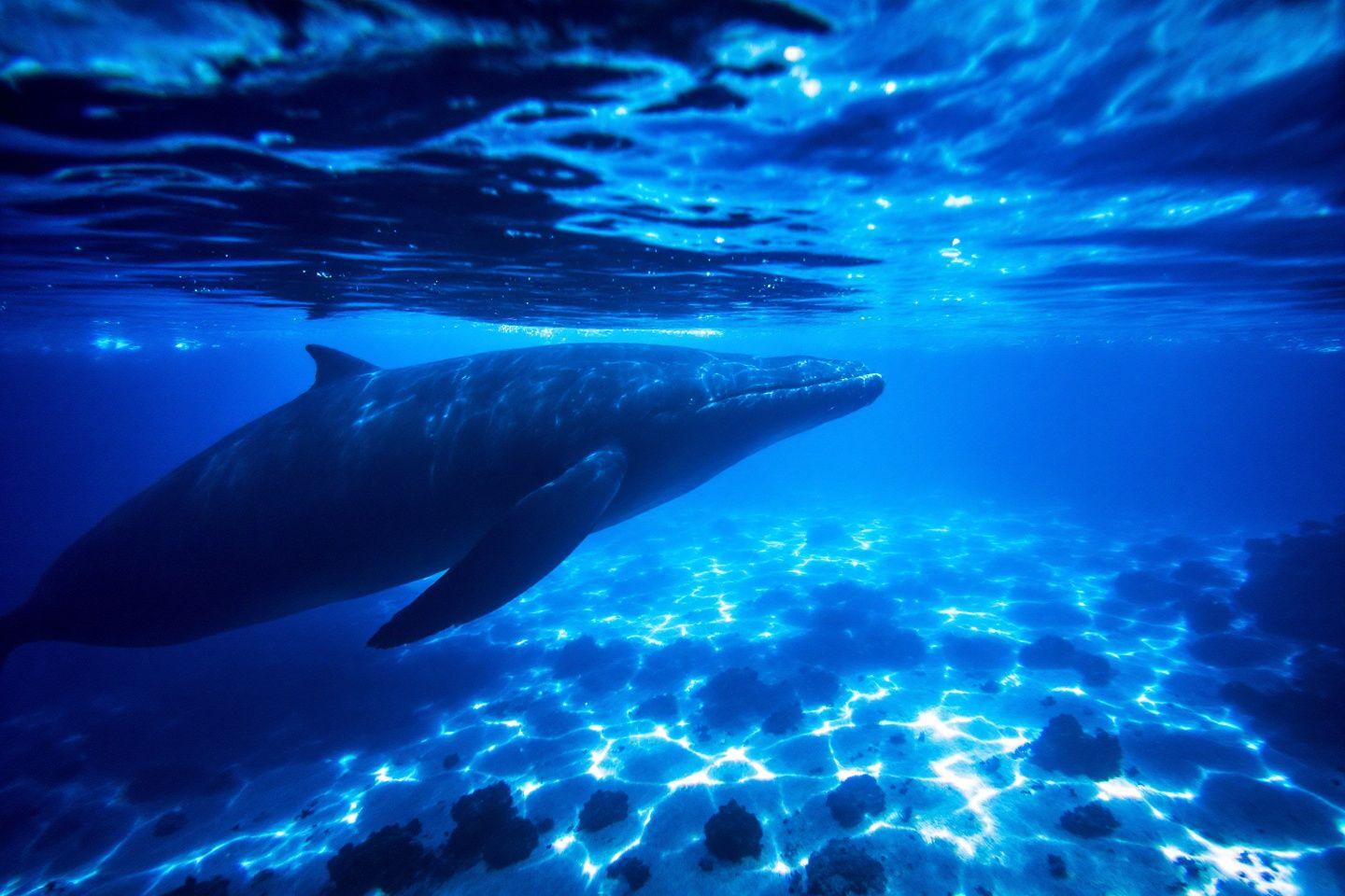 Combien pèse la baleine bleue, l'animal le plus lourd au monde ?