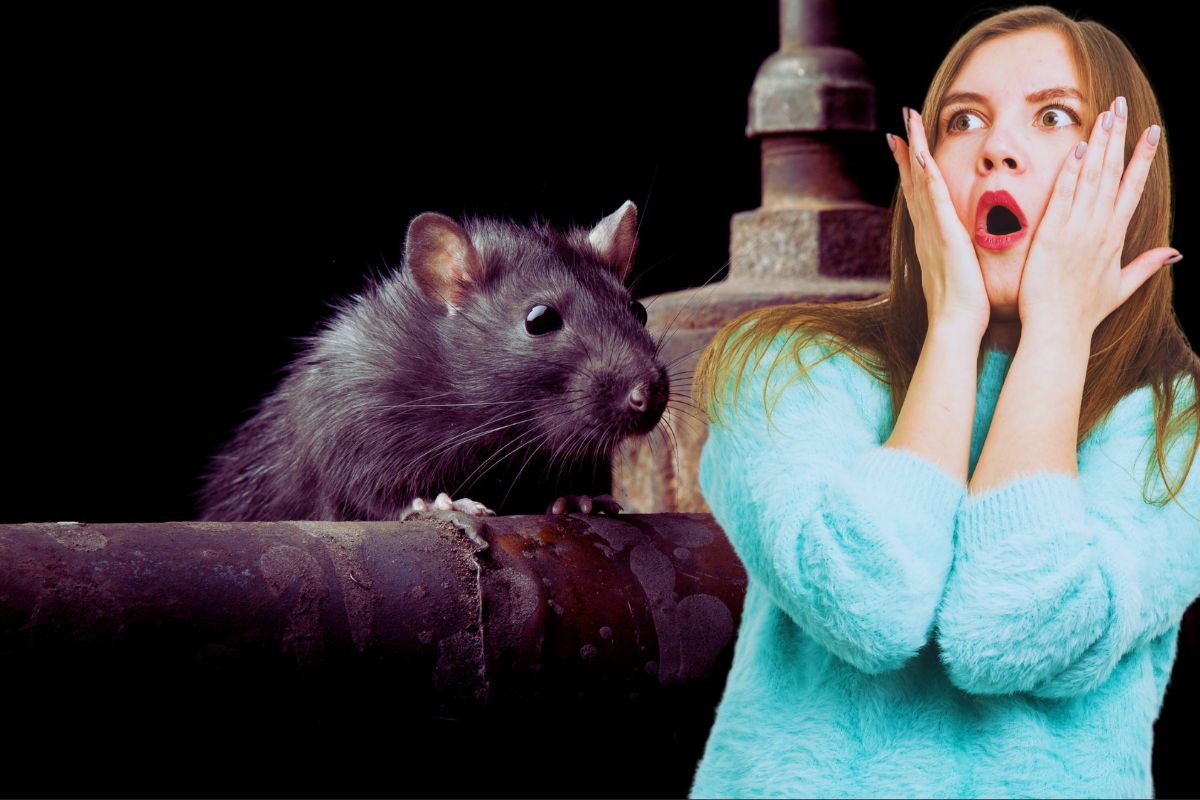 Comment se débarrasser des rats une bonne fois pour toute ?