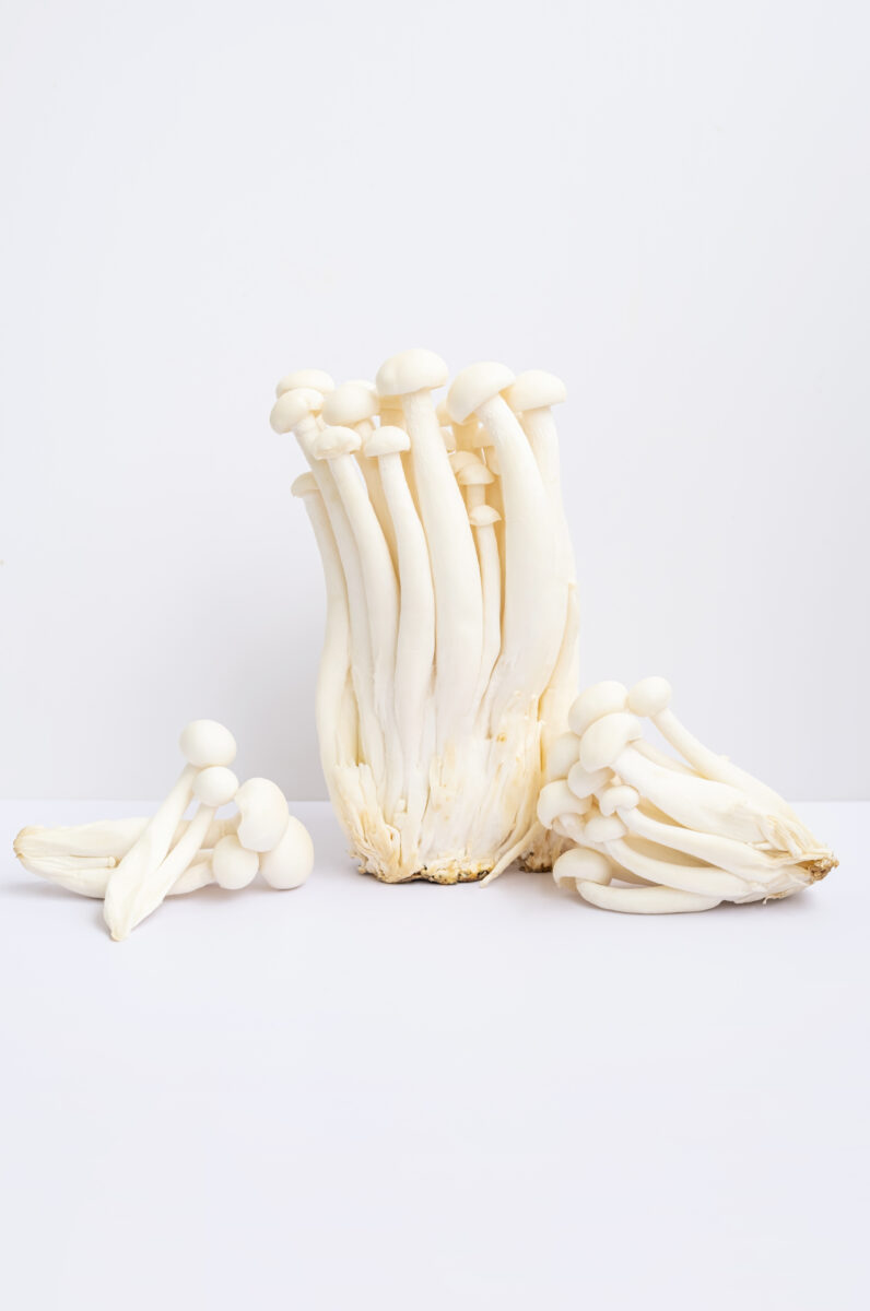 Champignons de culture
