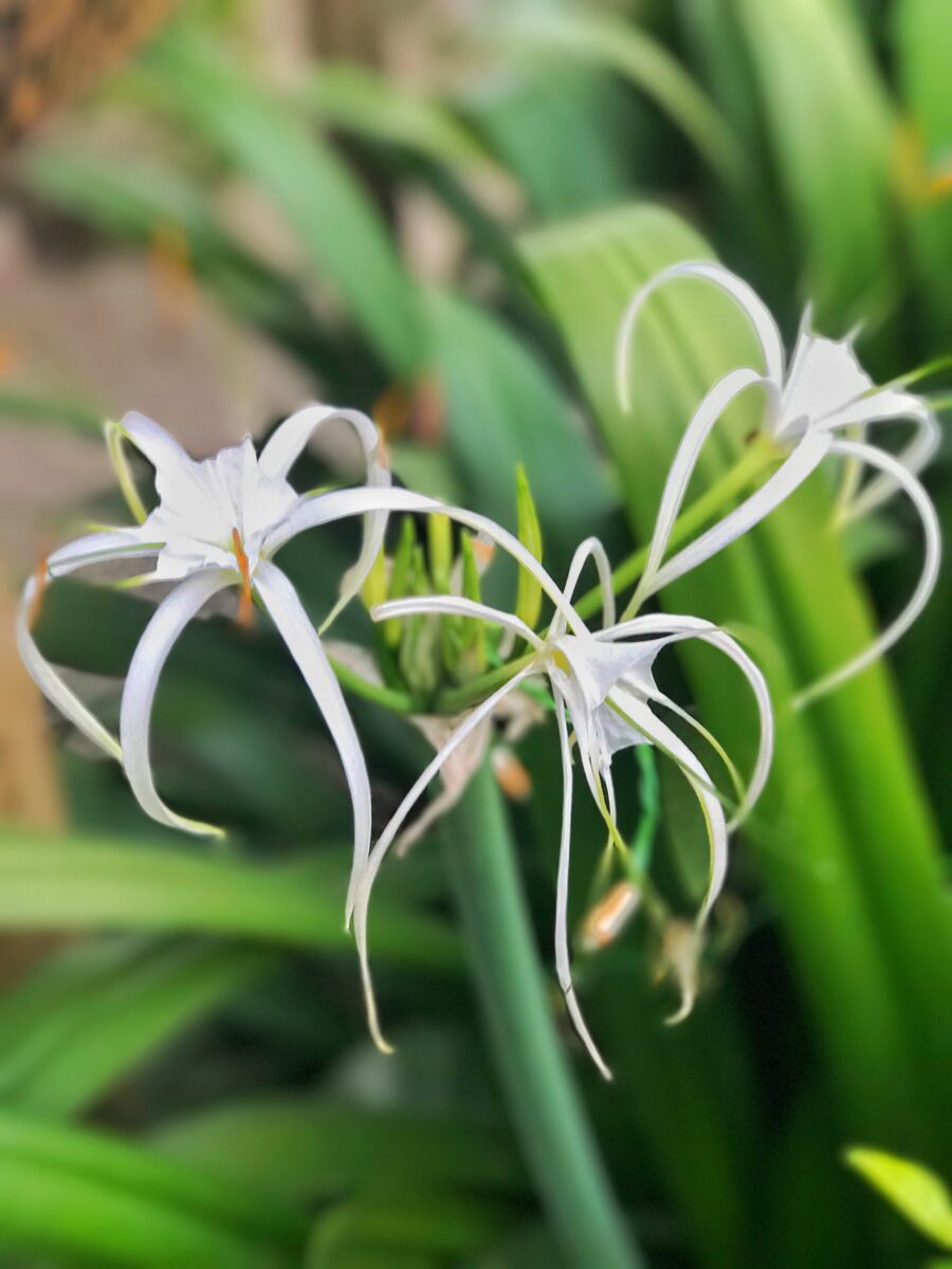 des fleurs belles à croquer/