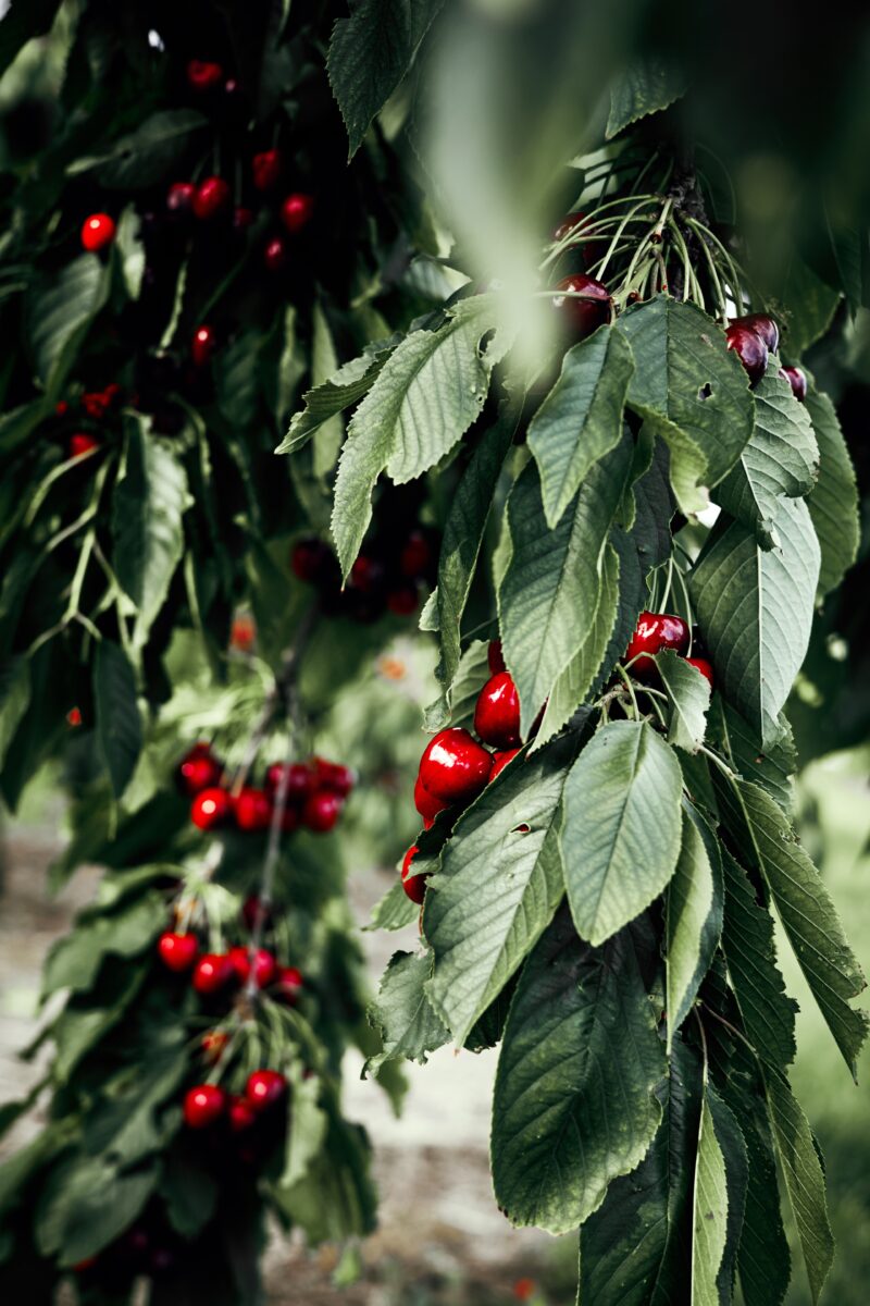 le temps des cerises 0