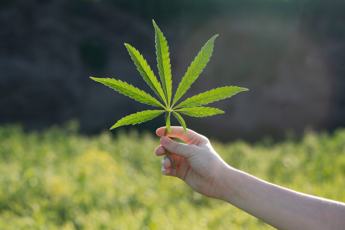 Légalisation du cannabis : le débat relancé ?