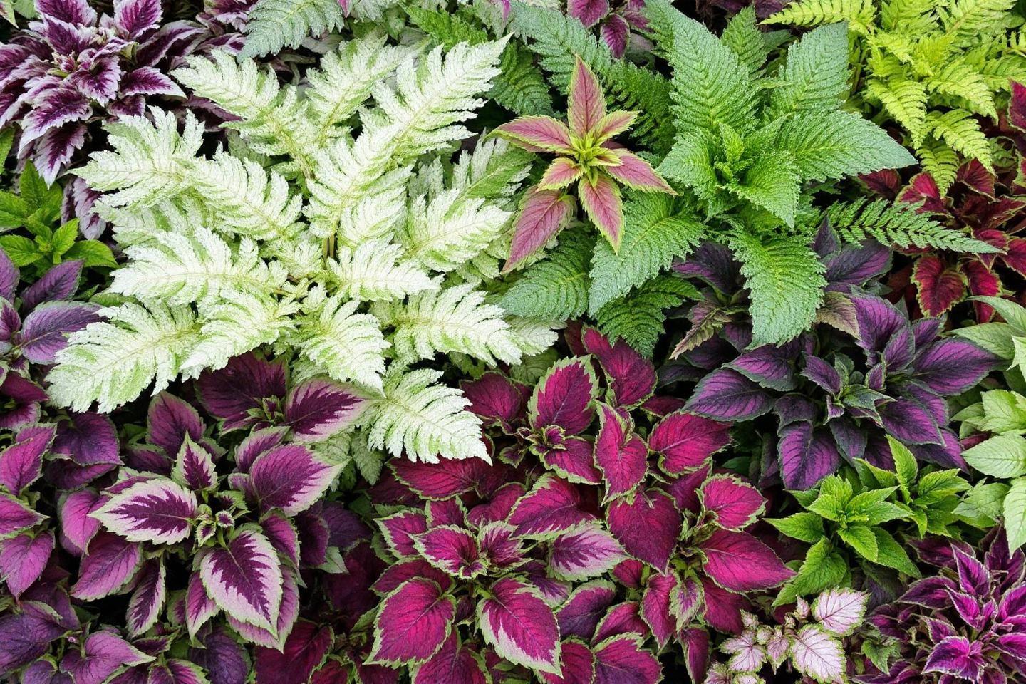 Plantes avec feuilles vertes, blanches et magnifiques nuances de pourpre