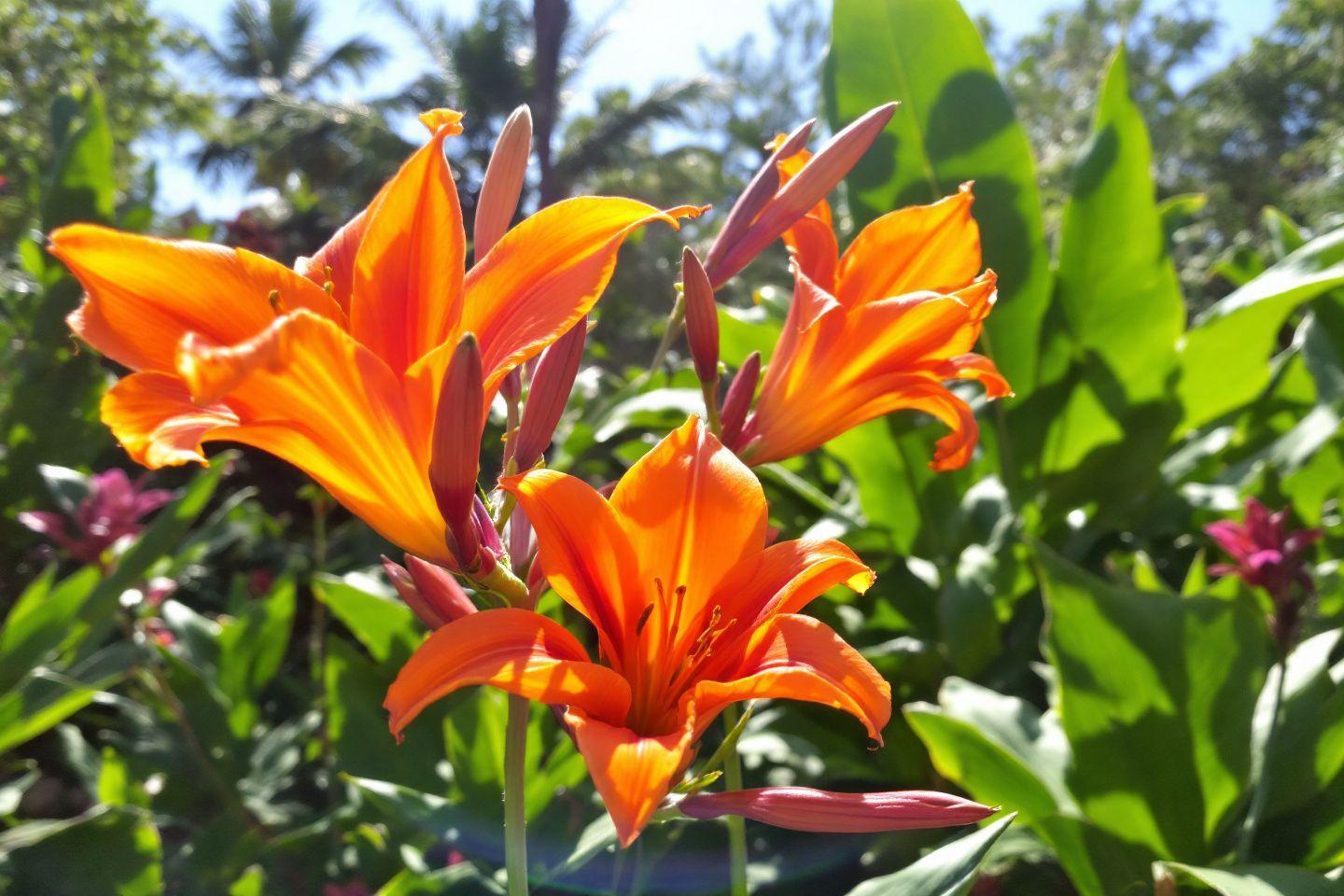 Fleurs orange vif avec feuillage vert en arri&egrave;re-plan ensoleill&eacute;