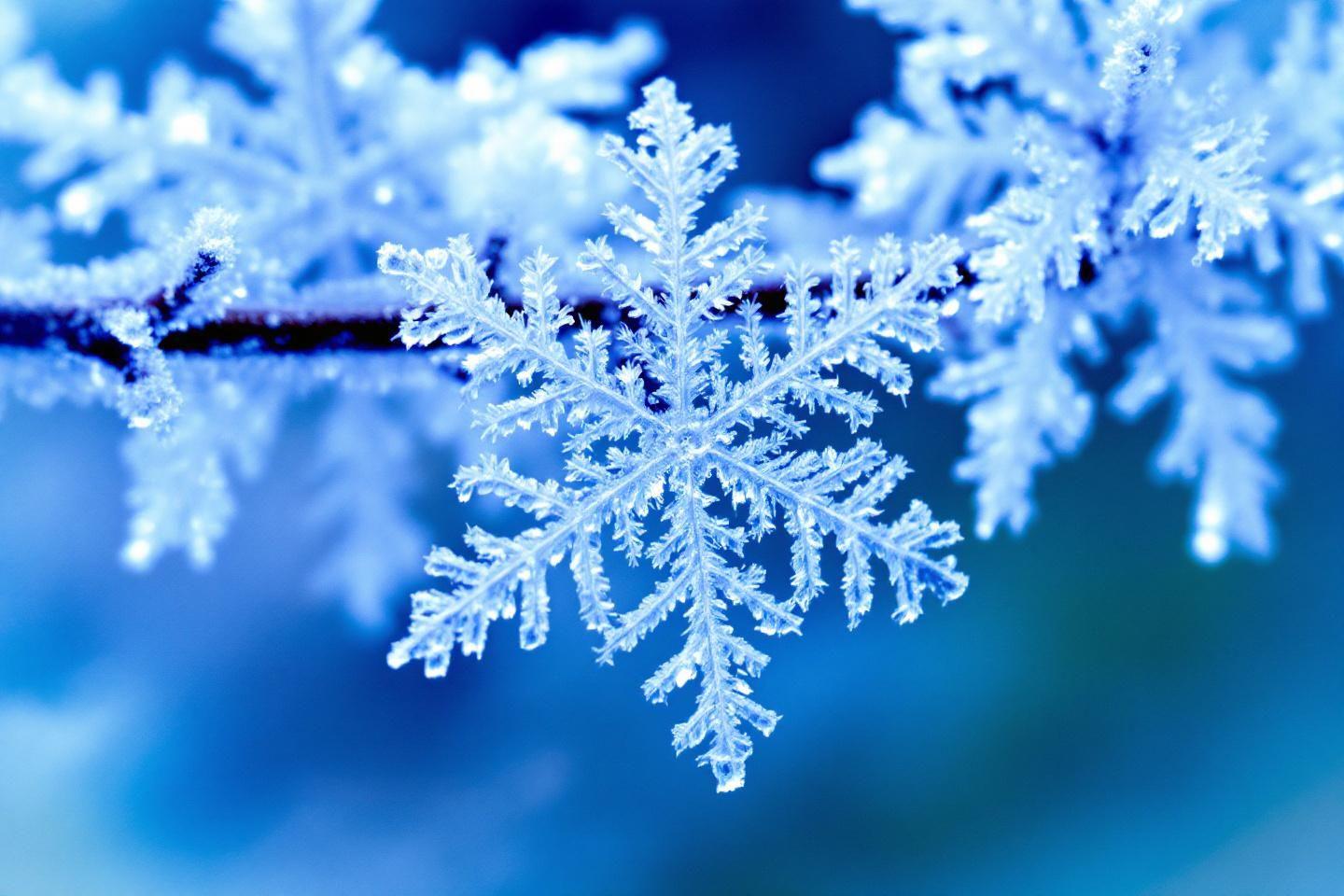 Il est souvent associé à la neige : solution et niveau du crostic
