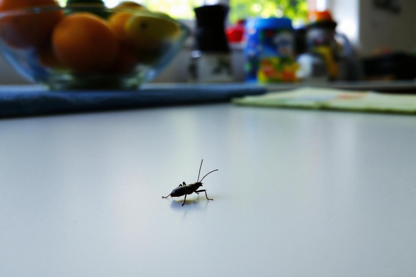 Petit insecte noir dans la maison : identification et solutions pour s'en débarrasser