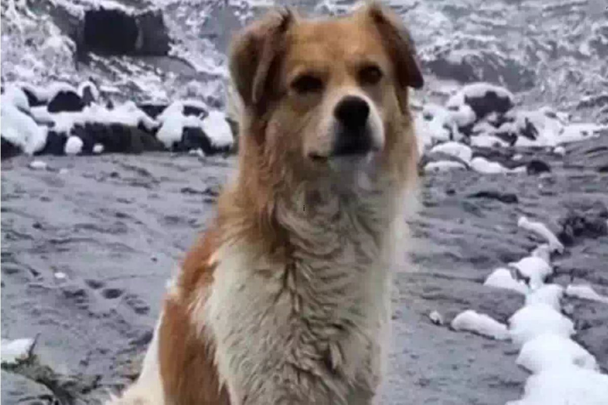 Un randonneur égaré à 5 000 mètres d'altitude voit surgir de nulle part un chien errant : "J'ai décidé de le suivre et il m'a sauvé"
