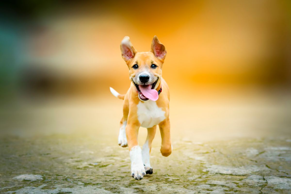 Voici enfin la vraie raison pour laquelle votre chien vous fait la fête quand vous rentrez chez vous