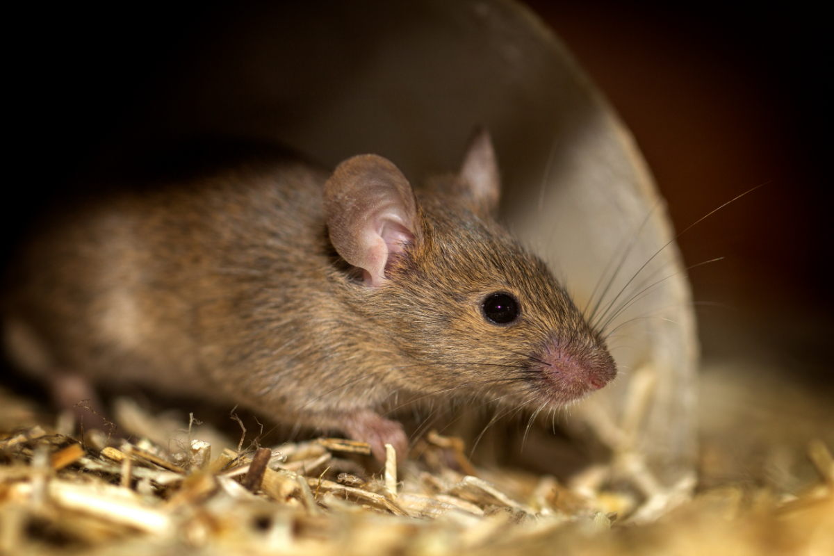Vous ne croirez jamais où les Rats se cachent chez vous ! Est-il déjà trop tard ?