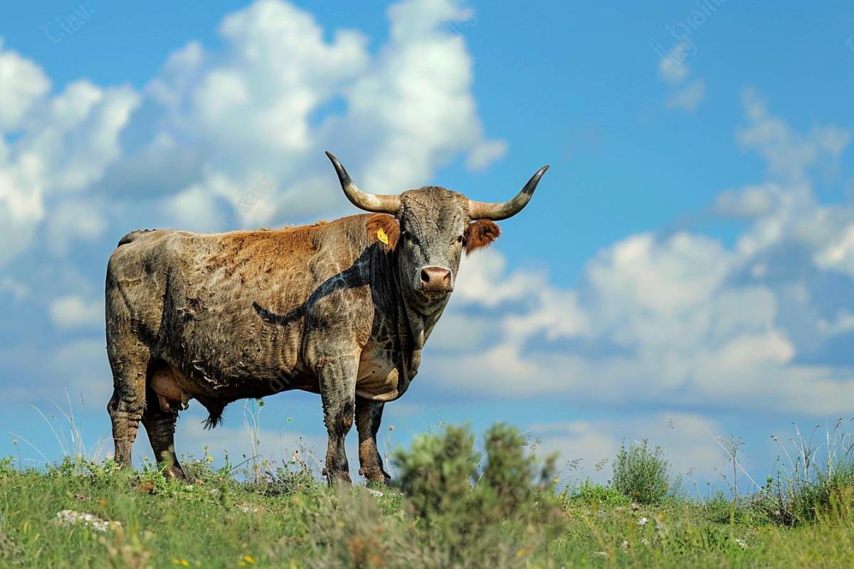 Ces 4 signes vont voir leurs finances s'améliorer de manière inattendue en novembre