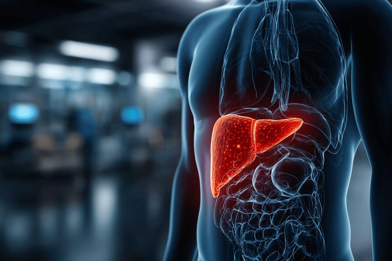 Representation anatomique du foie en rouge dans un corps transparent